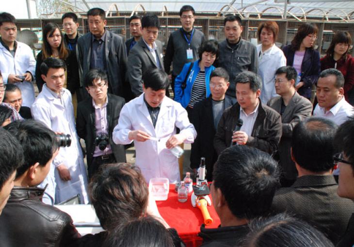 “振興長毛兔生產研討培訓會”在我場培訓人工授精現(xiàn)場